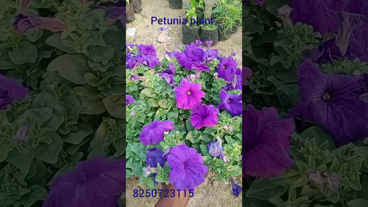 petunia plant wholesale price all over India delivery contact number 82507 23115
