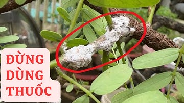 Diệt RỆP SÁP Trắng Trên Cây Trồng Bằng Mẹo Tự Nhiên Dễ Làm Tại Nhà | Tóp 10 Sáng Tạo