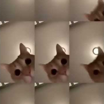 mr sandman cat meme