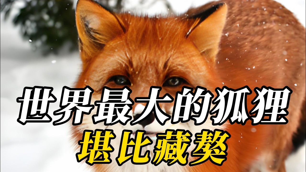 全世界最大的10種可怕狐狸，第八名與熊爲伴！第壹名尾巴能掃飛成年人，專家直呼：這是成精了！#世界之最 #动物 #动物世界 #科普 #百科密码 #知识渊博 #特有種