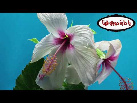 فيروز يا دارة دوري فينا أجمل أغاني فيروز لأجمل صباح   