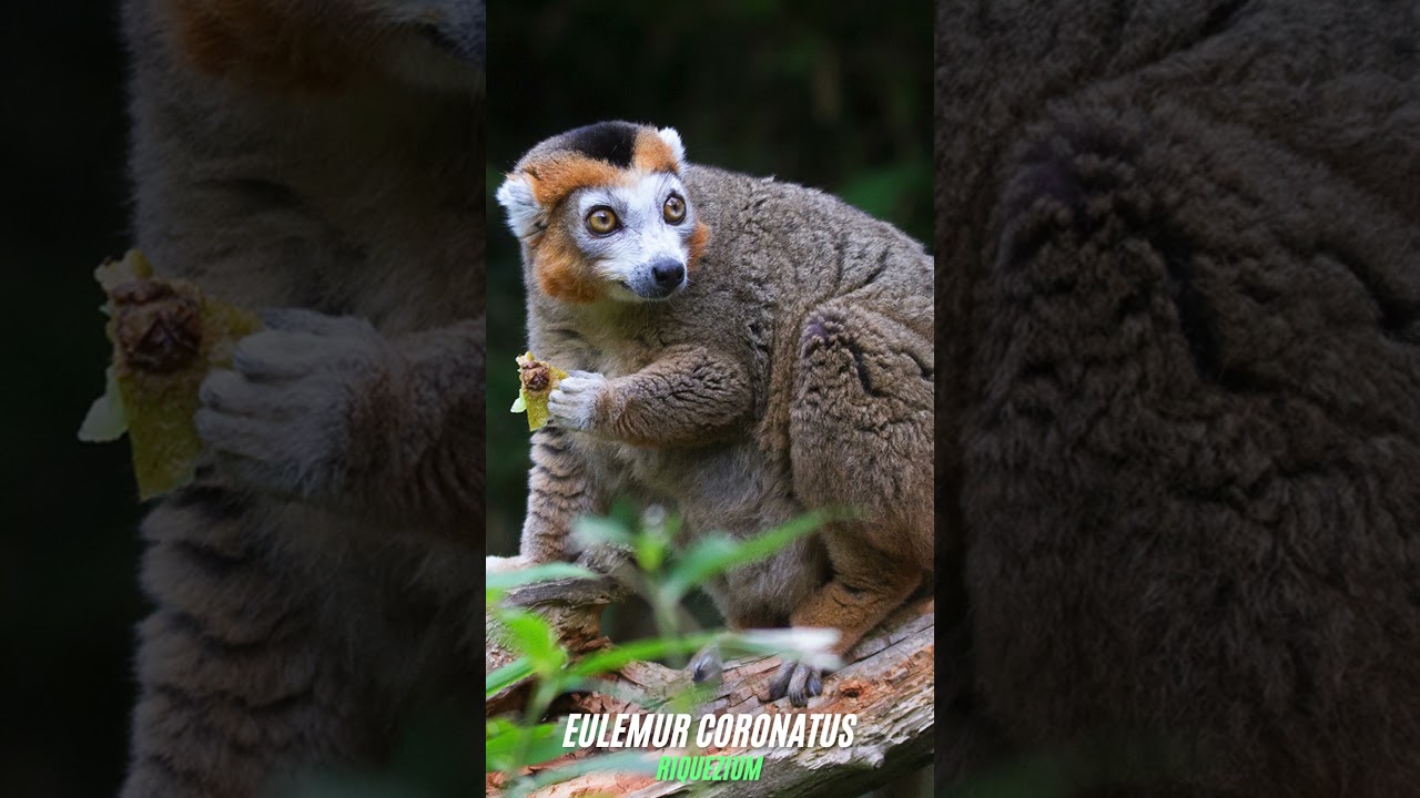 Eulemur Coronatus