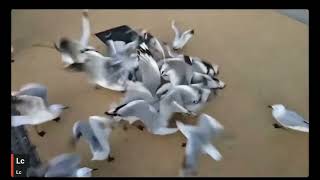 LC feeds the seagulls in the Slipknot mosh pit