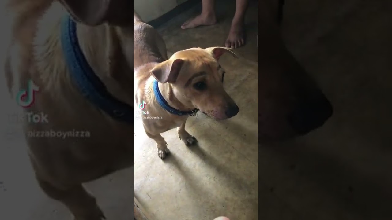 Funny Dog (TikTok) 
