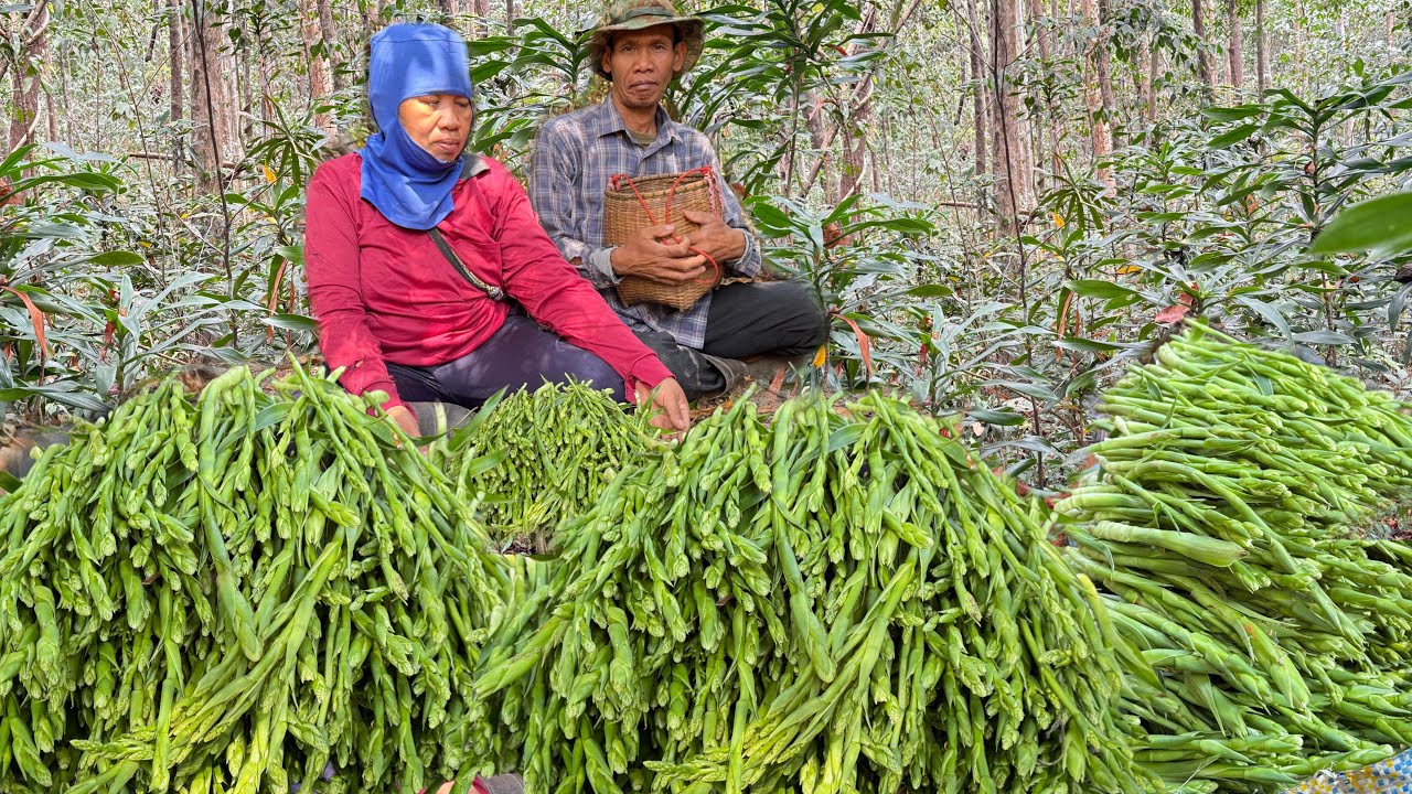 ไม่เชื่อก็ต้องเชื่อ!ปีนี้ดอกคอนแคน? ผักป่าหายากออกรอบ2 เข้าหมานเดี๋ยวหมานผักเป็นตะกร้า 13/2/69