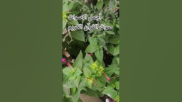#راحة_نفسية #قران كريم بصوت جميل سوره يوسف بصوت القارئ خالد الجليل #القران_الكريم راحة_نفسية 🌹
