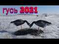 Охота на гуся 2021! goose hunting in Russia 2021