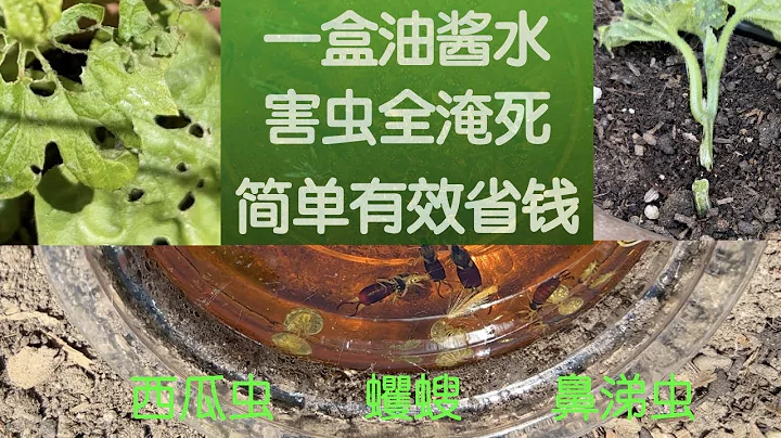 【防蟲除蟲】最簡單有效省錢油醬水｜一盒殺盡菜苗殺手西瓜蟲蠼螋鼻涕蟲 - 天天要聞