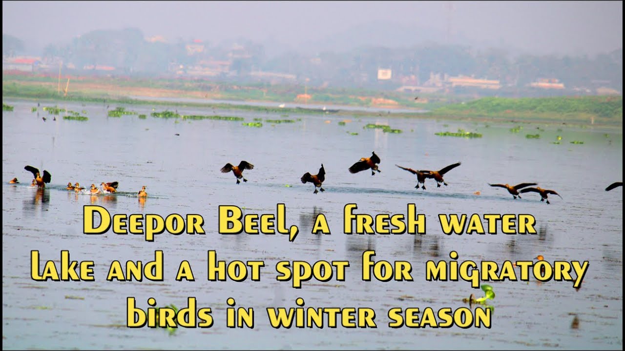 Deepor Beel, a fresh water lake and a hot spot for migratory birds in winter season