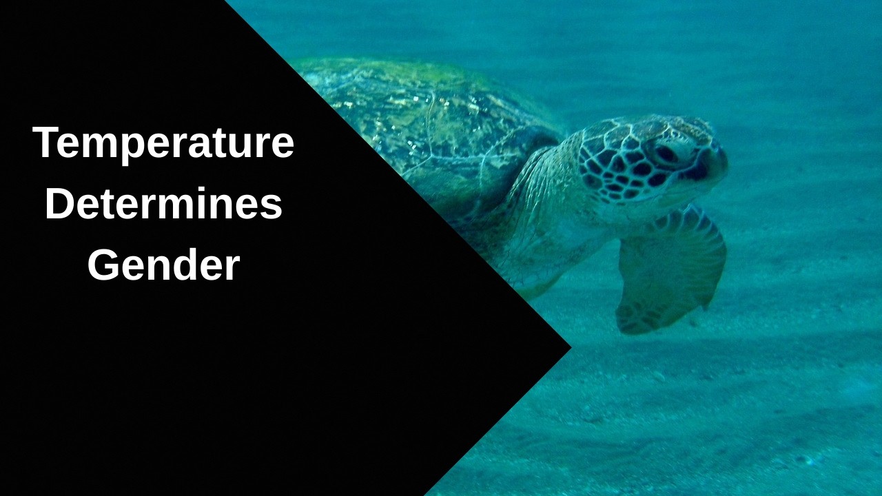 7 Interesting Facts About Sea Turtles! - YouTube