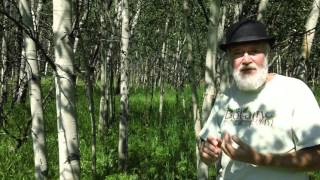Darwin and an aspen