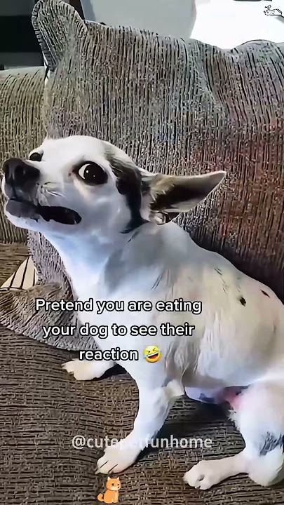 #cat #dog #us #usa #funny #happycats #catmemes #music #sheep #parrot #Horse #pets