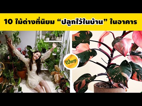 10-ไม้ด่างที่นิยมปลูกในบ้าน-ไม