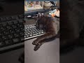 猫ってこうよね