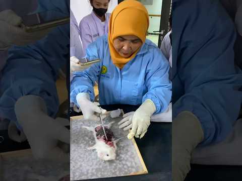 Video: Apa itu pembedahan hewan?