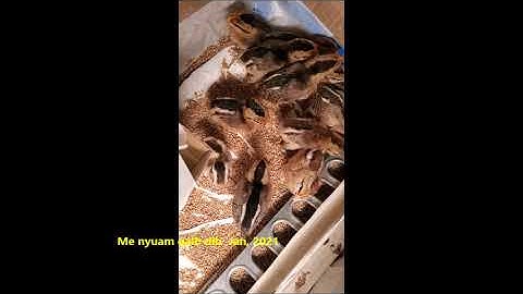 Me nyuam qaib dib 1 9 21