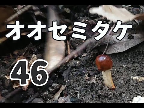 きのこちゃんのきのこ図鑑「オオセミタケ」 - YouTube