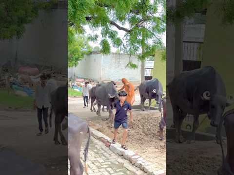 Mhari Dhani🥰 #shortvideo #villagelife #desilife #viralvideo #reels #trending #india #shorts