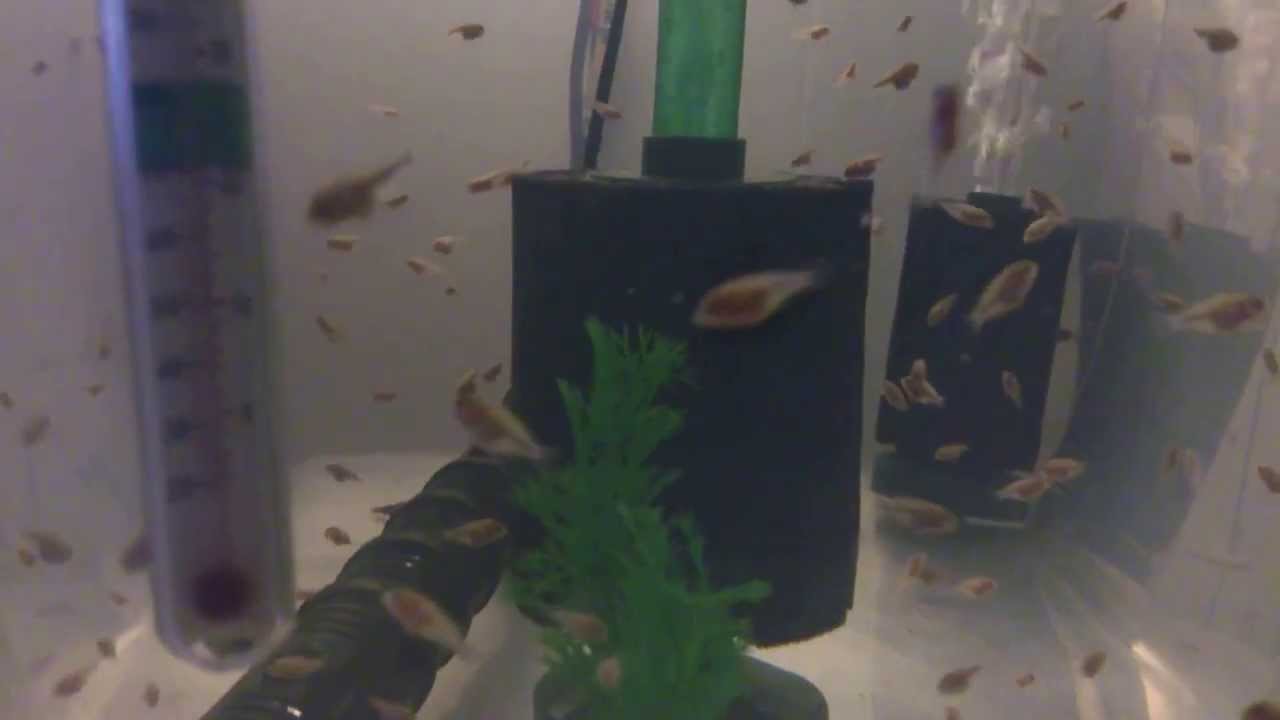 Oscar Fish Fry 17 days old ! YouTube
