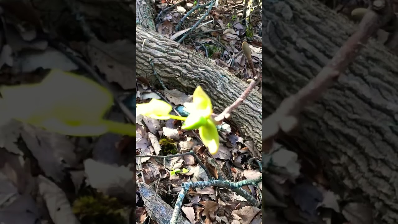 First spring flowers in the mountains. 