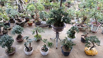 Sáng 26/11 #0346714857 gl hải châu sam núi khai thác. Trắc dây. Gia nhật. Hồng quân...bao ship ❤️