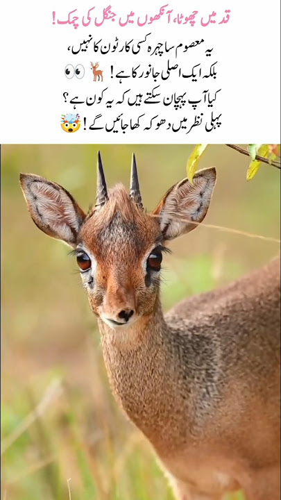 Meet Dik-dik 🦌👀 Tiny Antelope with Big Eyes #dikdik #naturefacts #wildlife #nature #shorts