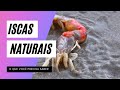 As melhores iscas naturais para pescaria de praia e costão