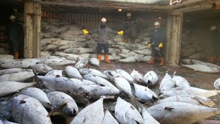 JANGAN KAGET,  Begini kerja di Kapal Reefer Ikan Tuna, BERAT!!!!! #shorts