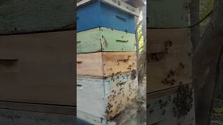Terceira melgueira #bee #apis #apicultor #apicultura #shot
