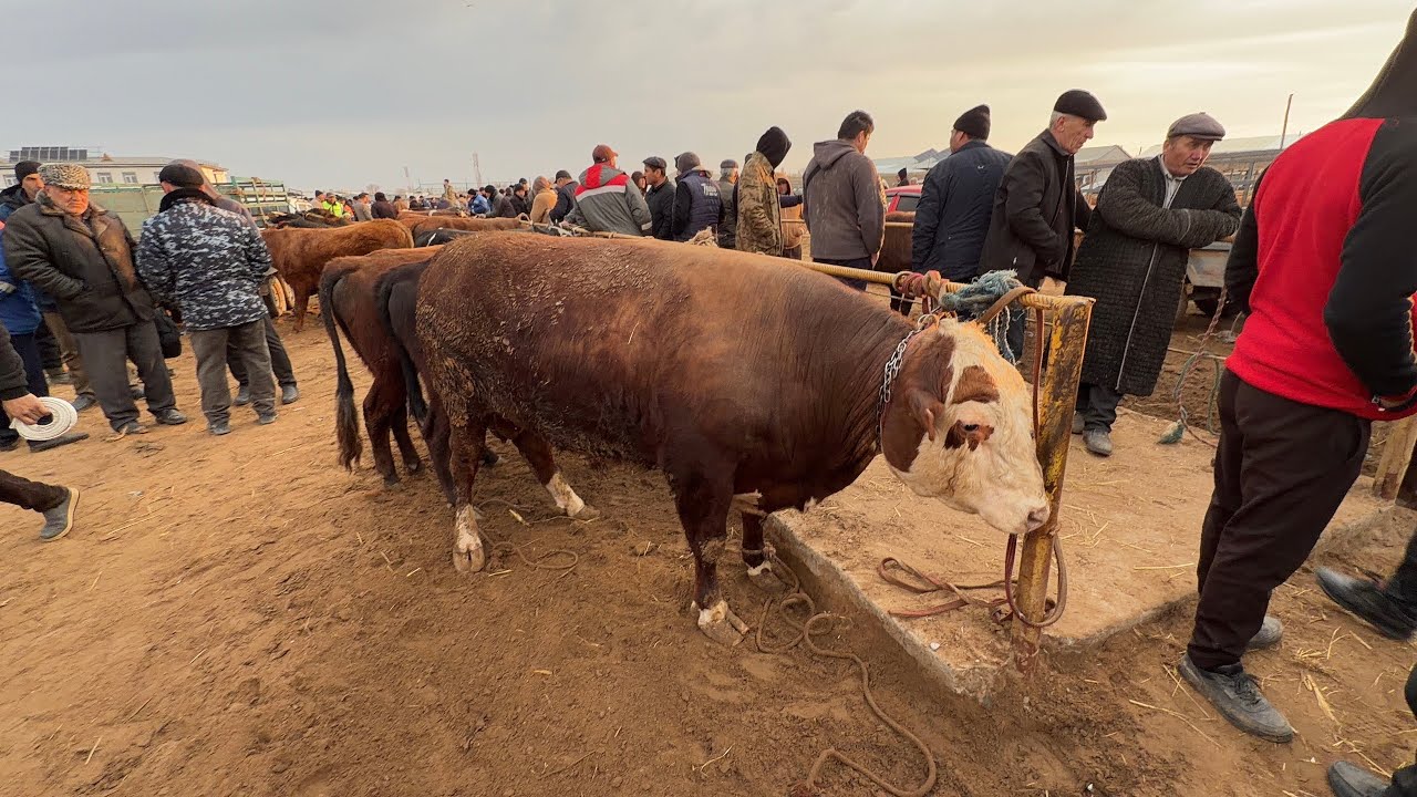 8 марта 2026 г. ТУРТКУЛЬ МОЛ БОЗОР НАРХЛАРИ 