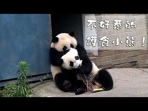 《熊貓早晚安》不好惹的護食小熊！| iPanda熊貓頻道