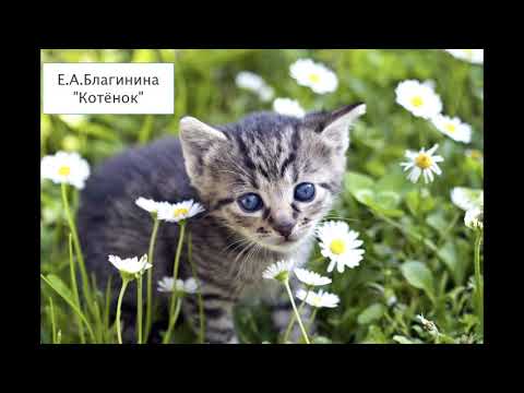 Е.А. Благинина "Котёнок"