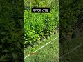 নরসিংদীর বিখ্যাত কলম্বো লেবু চারা