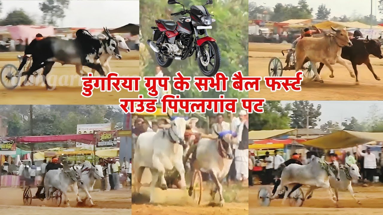 अजीम पटेल बिहिरिया डुंगरिया ग्रुप के सभी बैल फर्स्ट राउंड का वीडियो पिंपलगांव पट प्रतियोगिता 2026