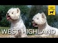 WEST HIGHLAND WHITE TERRIER e CAIRN TERRIER trailer documentario の動画、YouTube動画。