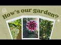 What&#39;s going on with our garden? | More veggies and fruits, more fun | Pinay in Croatia | Vlog 77