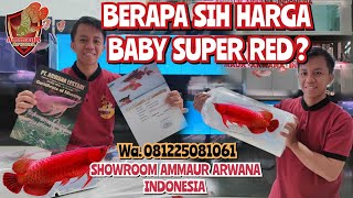 HARGA BABY ARWANA SUPER RED DI AMMAUR ARWANA INDONESIA DI KOTA SEMARANG