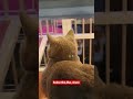 #cat #cute #cats