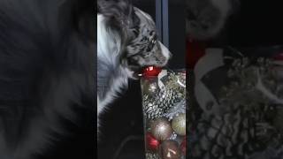 A Dogs Christmas  dog tricks