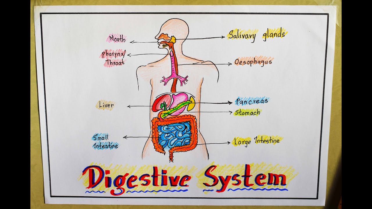 Digestive System: Diagram, Organs & It's Functions - GenieBook