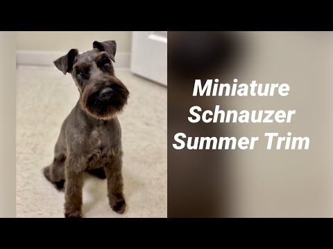 Schnauzer Grooming-Summer Trim