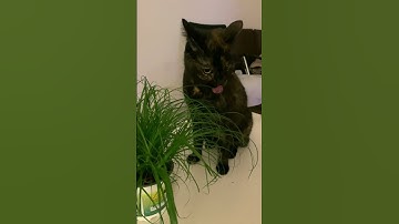 Crazy cat tries to eat some cat grass | Funny cat video