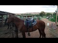 Fazendo remédio na Faízera para ela ficar linda, bela e boa para as cavalgadas 🙏🐎