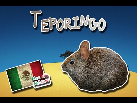 Teporingo |El conejo prehispanico de los volcanes| (Animales del mundo) |Mes de México|