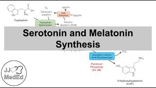 Serotonin and Melatonin Synthesis | Tryptophan Metabolism