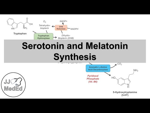 Serotonin and Melatonin Synthesis | Tryptophan Metabolism class=