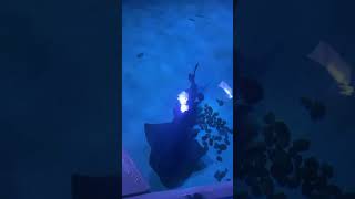 المربي المائي للأحياء المائية في الشارقة Sharjah aquarium aquarium uae