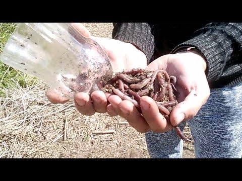 Как нарыть червей одним капком