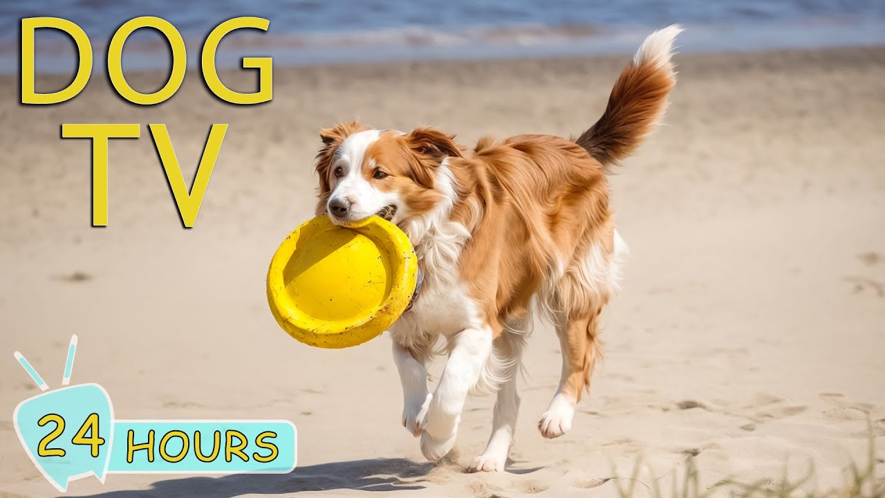 DOG TV: Video Entertainment for Dogs with Anxiety When Home Alone - The Best Calming Music for Dogs