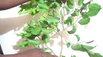 Node, Internode and Axil - Montessori botany